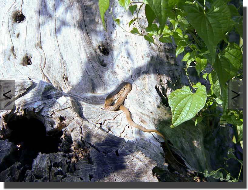 hierophis gemonensis